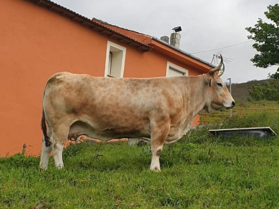 Ganado Asturiano de los Valles - Imagen 1