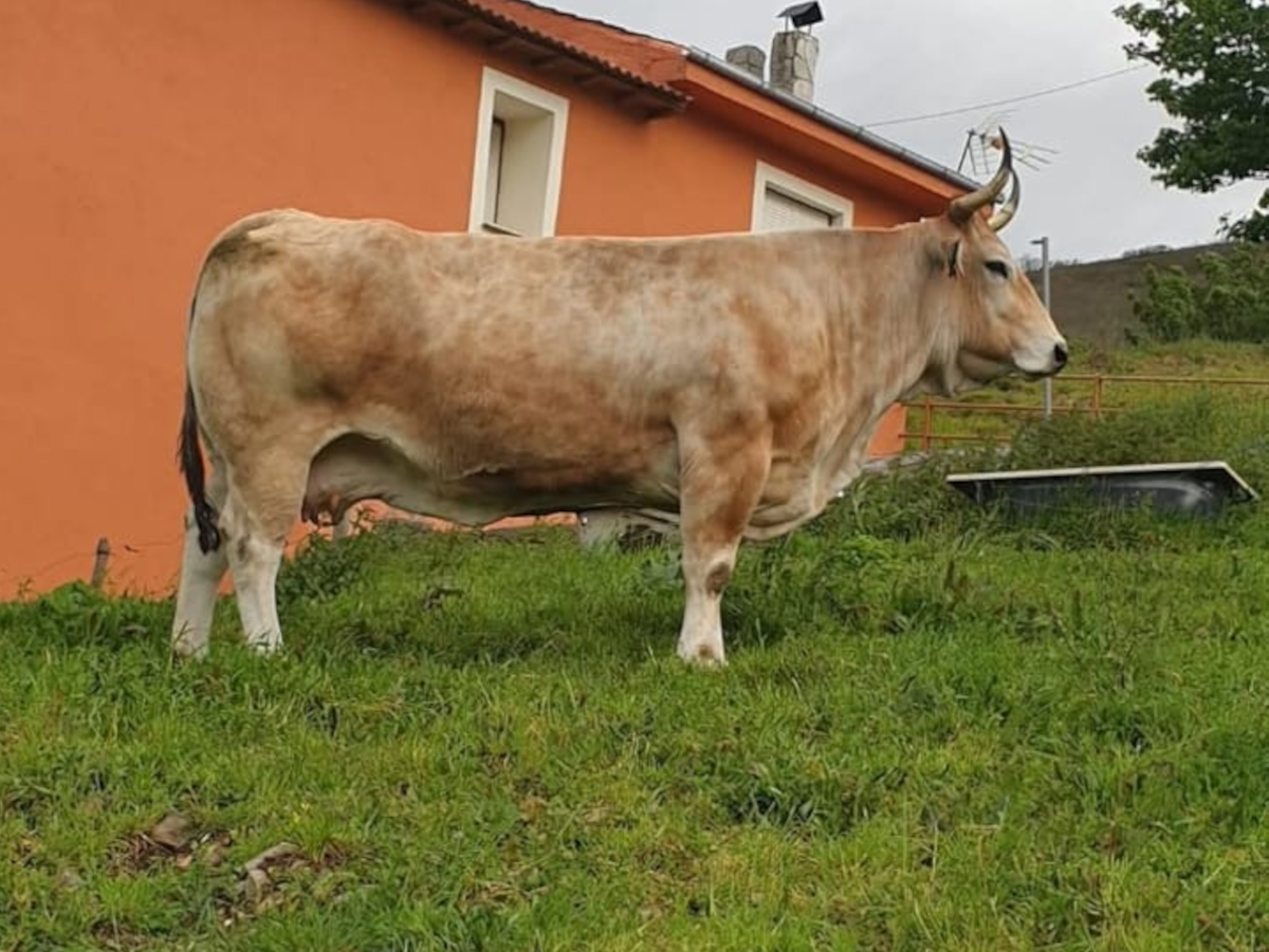 Ganado bovino en pasto