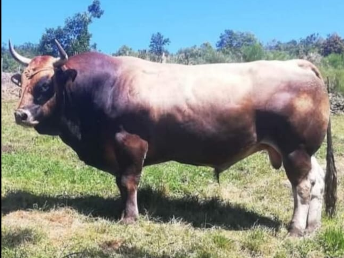 Ovejas y cabras en explotación ganadera