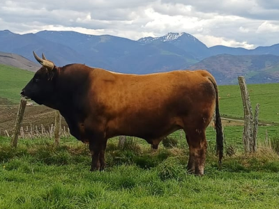 Ganado Asturiano de los Valles - Imagen 5