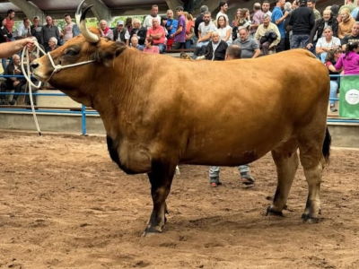 Ganado Asturiano de los Valles - Imagen 6