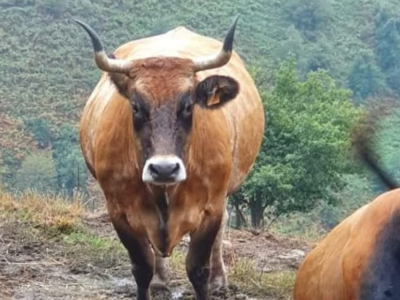 Ganado Asturiano de los Valles - Imagen 7
